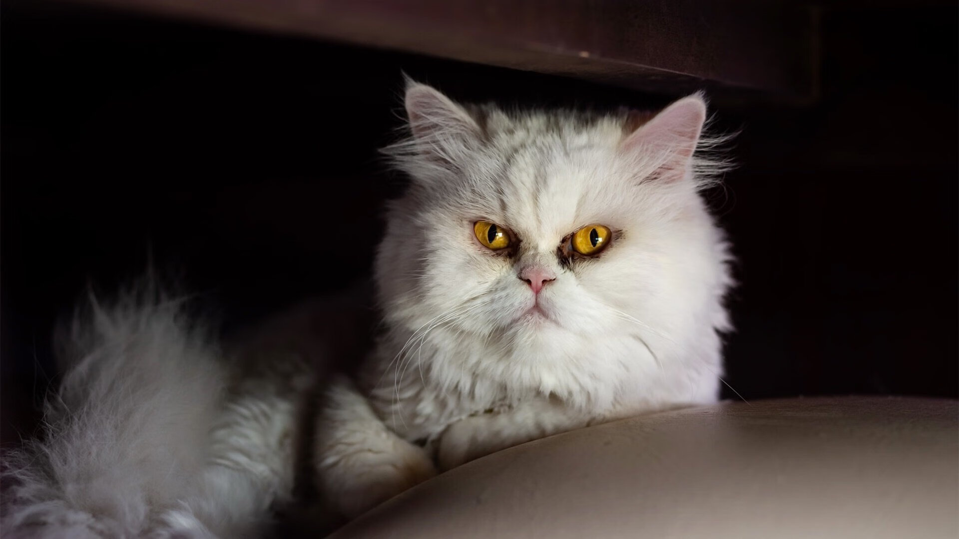 开云平台-【胡利奥·罗德里格斯新纪录】西雅图新星单场三全垒打,西雅图理查德罗素